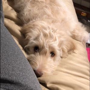 Meet your Posher, Kaylin